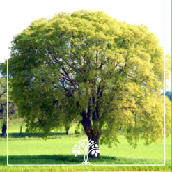 درخت داغداغان